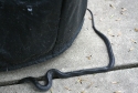 snake4